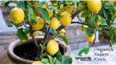 Limon Ağacını Sadece 4 Adımda Yetiştirmek Mümkün!